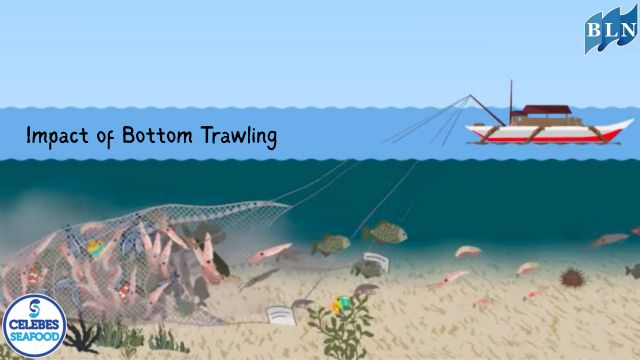 The Devastating Impact of Bottom Trawling on Seafloor Habitats: A Hidden Threat to Makassar's Coastal Ecosystems
